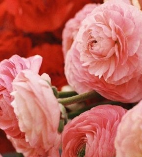 Daisy Flowerfarm: местные анемоны и ранункулюсы для букета невесты Daisy Flowerfarm: местные анемоны и ранункулюсы для букета невесты